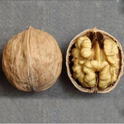 Грецкий орех в скорлупе и половинка с ядром на сером фоне - Песчанский