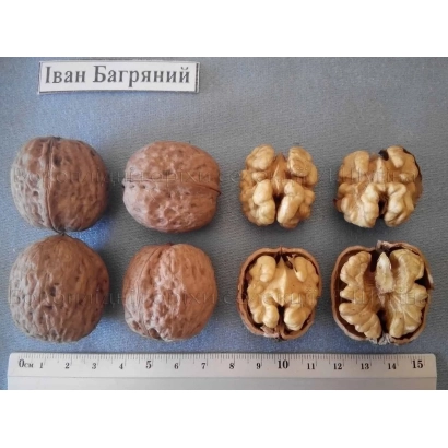 Грецкие орехи сорта Иван Багряний - Подильский Бокоплидний