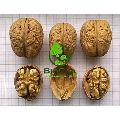 Грецкий орех BIO - Прикарпатский / Прикарпатський