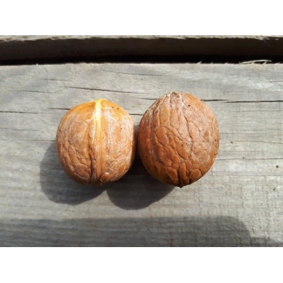 Два грецких ореха на деревянной поверхности - СЕР МАДЖЕСТИК