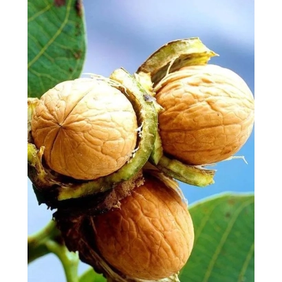 Walnuts on a branch with green leaves - Harvest