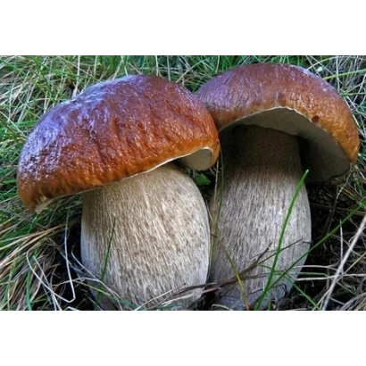 Два белых гриба на траве - Белый гриб