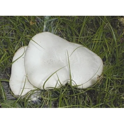 Белые грибы на зеленой траве - Белый степной