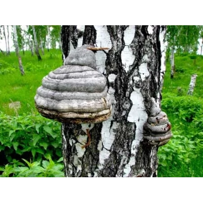 Chaga growing on a birch tree in a forest