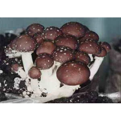 Группа кольцевиков (Ring Mushroom) на темном субстрате