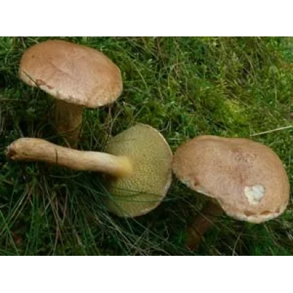 Грибы Козляк на зеленой траве