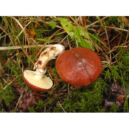 Гриб Маслёнок обыкновенный (Suillus luteus) на лесной подстилке