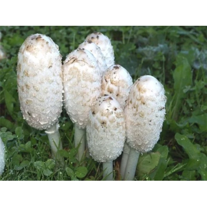 Группа белых грибов навозников на зеленой траве - Навозник белый