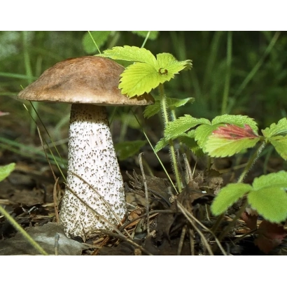 Смачний гриб підберезник росте в лісі серед зелених листків.