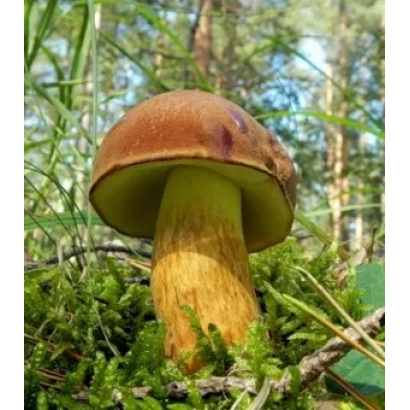 Свежий гриб польский на фоне мха и травы