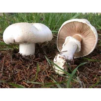 Two large-capped champignons on the ground