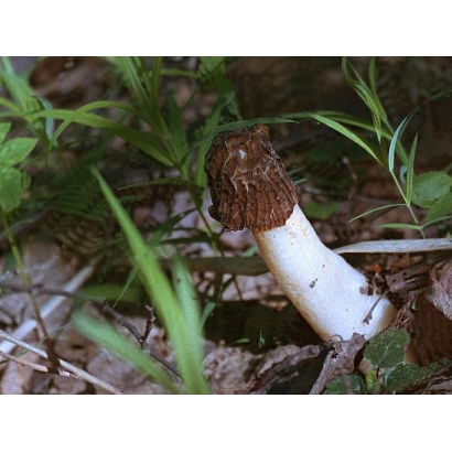 Гриб в естественной среде, видны стебель и шляпка - Сморчок полусвободный