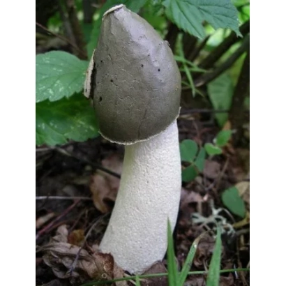 Гриб Веселка в естественной среде