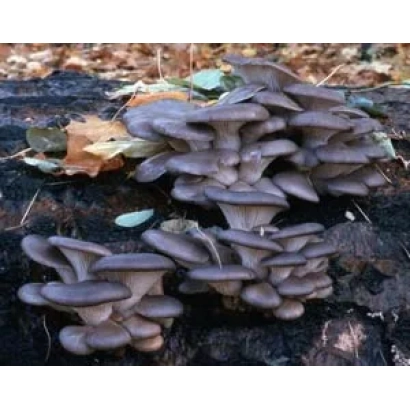 Грибы вешенка на пне в лесу - Вешенка флоридская