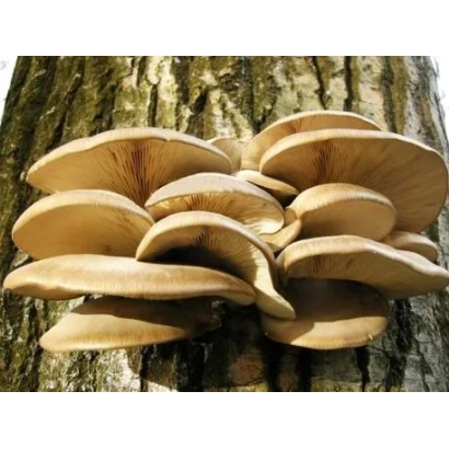 Вешенка обыкновенная растёт на стволе дерева