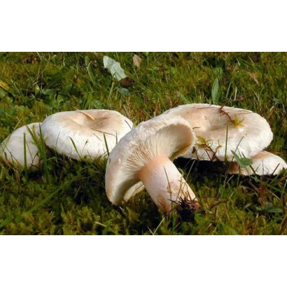 Группа белых грибов Волнушка белая на зеленой траве