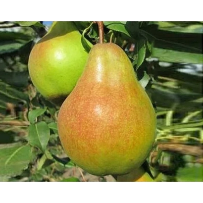 Спелая груша Яблунівська на ветке с листьями - Яблунивска
