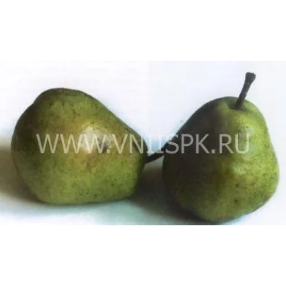 Две груши на белом фоне - Адмирал Жерве