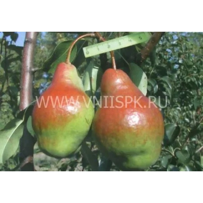 Two ripe Yakovlevskaya pears on a branch