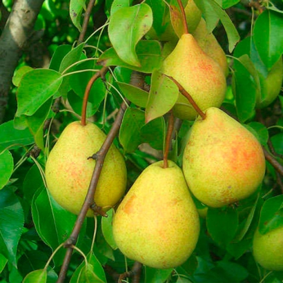 Спелые груши на ветке дерева - Яскрава