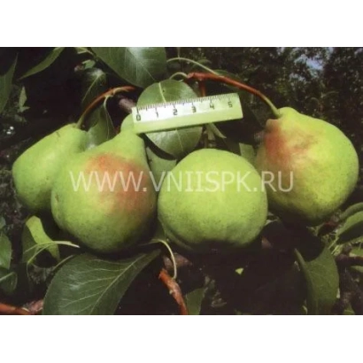 Ripe pears on a branch with watermark - August Rose