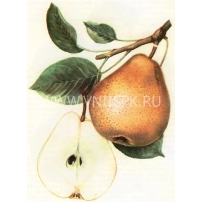 Иллюстрация груши с листом и разрезом плода - Бере Диль