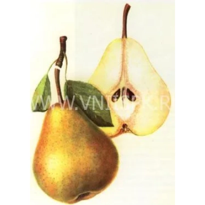 Груша с листом и разрезом, показывающая сердцевину - Бере Наполеон (Наполеон, Бонапарт)