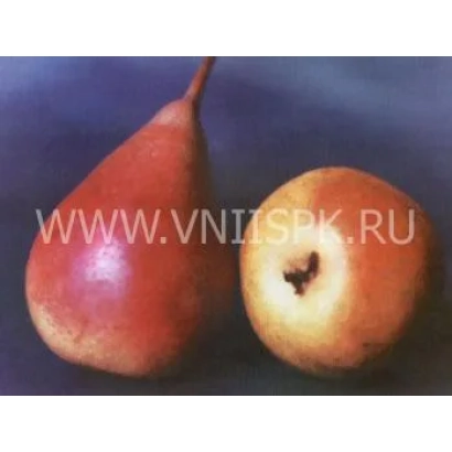 Два спелых груши на синем фоне - Бере Жиффар (Жиффар)