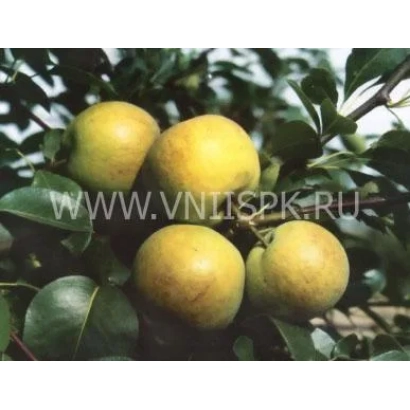 Спелые плоды груши сорта Бергамот московский на ветке