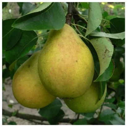 Спелые груши сорта Чернивчанка на ветке