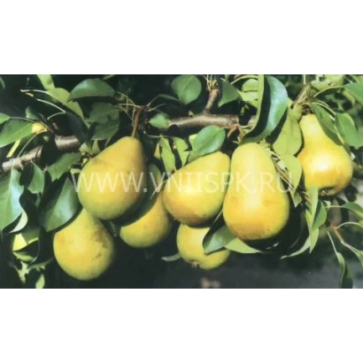 Груши на ветке - Чижовская