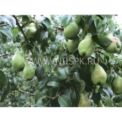 Дозрілі груші на гілках дерева - Дивовижа