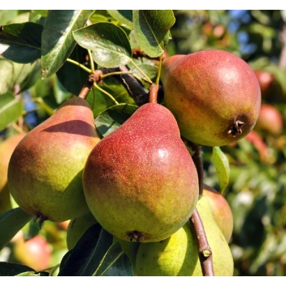 Спелые груши на ветке дерева - ЧУСОВАЯ