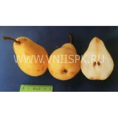 Три желтых груши на синем фоне с линейкой для измерения размера - Дальневосточница