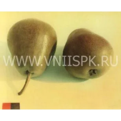 Two Decabrinka pears on a light background