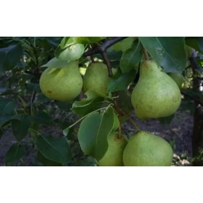 Спелые плоды груши Деканка зимняя на ветке