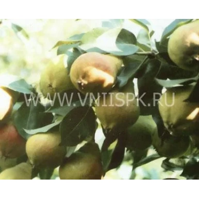 Сорт груши на ветке - Детская