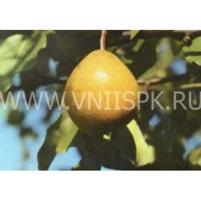Ripe pear on a branch with leaves against the sky - Daughter of Amur