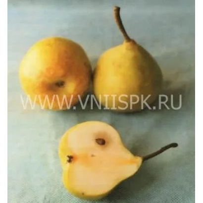 Three yellow pears on a light background, one cut in half - Faber (Madame Faber)