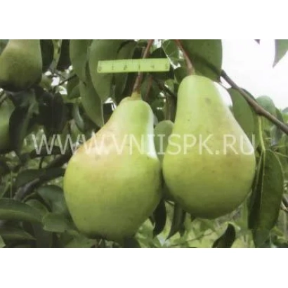 Баннер сайту з зображенням груш на гілці - Феєрія