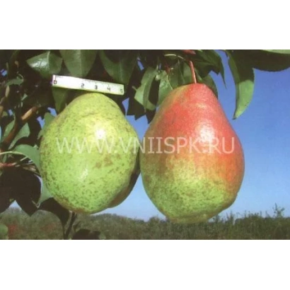 Два спелых груши Гера на ветке под ярким солнцем