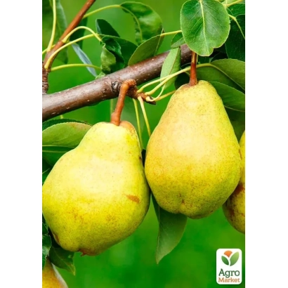 Свежие груши на ветке - Городищенська