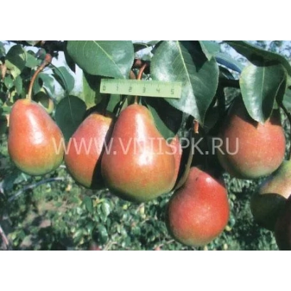 Дозрілі груші сорту Ніка на гілці