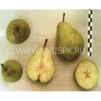 Свежие груши Веснянка на белом фоне с разрезанными плодами