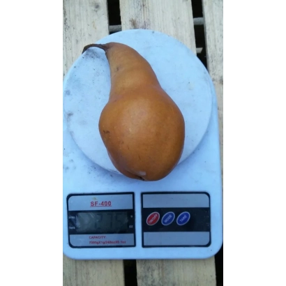 Спелая груша на весах - Хотинчанка