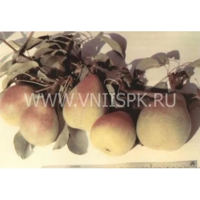 Груши сорта Кабардинка на ветвях