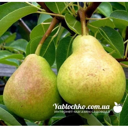 Два спелых груши на ветке с листьями - Кандидатка