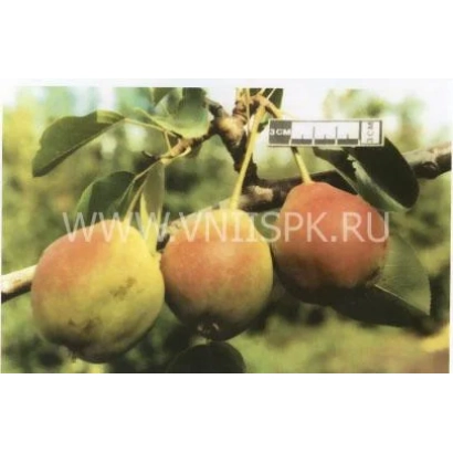 Спелые груши сорта Каратаевская на ветке