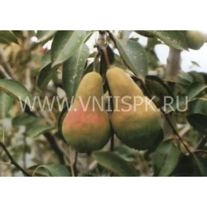 Два спелых груши на ветке с листьями - Кавказ