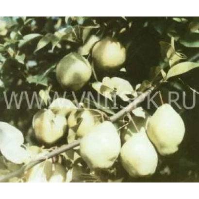 Созревшие плоды груши Киффер на ветке - Киффер (Сеянец Киффера)